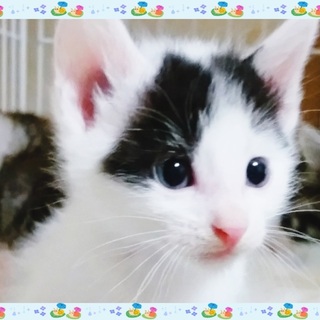 5/19*譲渡会in原宿に参加します「るっく！？」