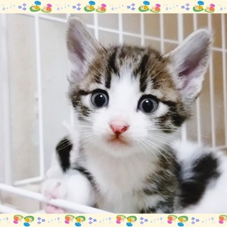 5/19*譲渡会in原宿に参加「ちびちょろろん」