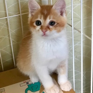 お転婆娘の可愛い茶白　アイコちゃん！　２か月位