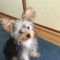 ヨーキーのパピィー
