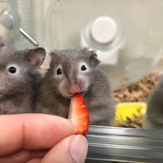 長毛ハムスター(セーブル）の男の子