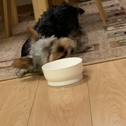 「音恐怖症克服記録（4日後）」サムネイル2