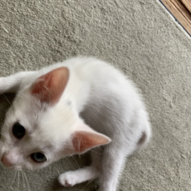 frogcrokのカバー写真