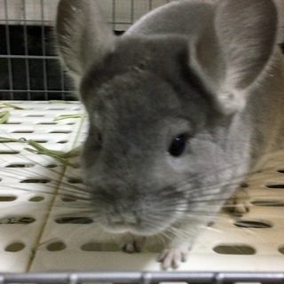 人気のチンチラバイオレットです。