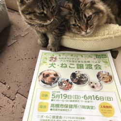 アニマルはにまる高槻による犬・猫譲渡会