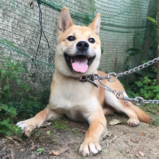 トライアル決定！あさすけ【5/22まで】