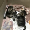 ネネ&ココ