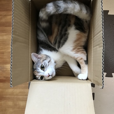 ミラ、その箱は無理があるよ〜w