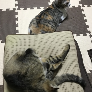 ミラ、またルナに取られちゃったの？w