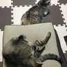 ミラ、またルナに取られちゃったの？w