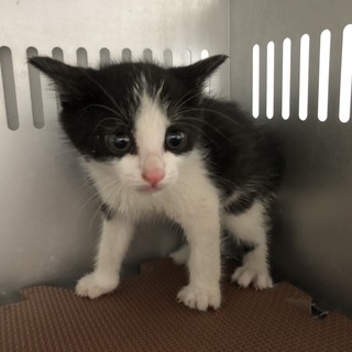 譲渡されました。