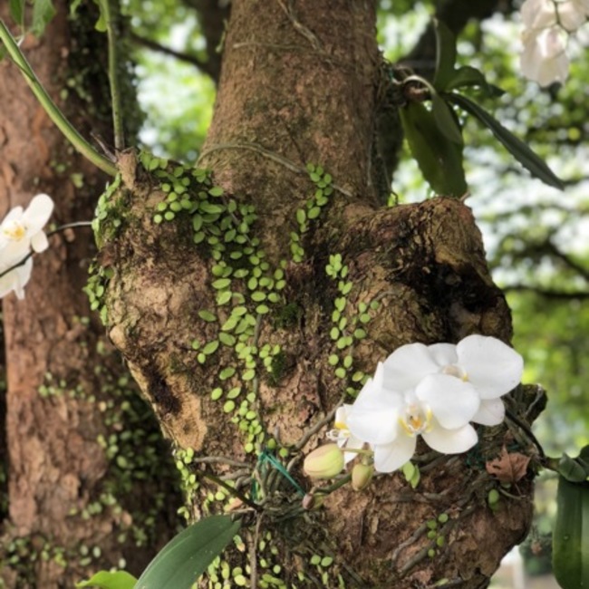 カリファのカバー写真