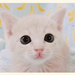 5/19*譲渡会in原宿に参加します「ふるふる」