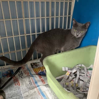 青いさくら さんお迎え予定。