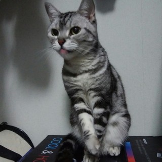 アメリカンショートの女の子6歳