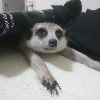 甘えたミーアキャット