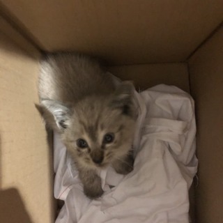 可愛いメスの子猫