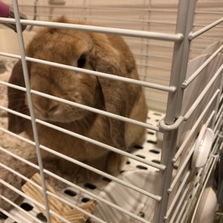 ホーランドロップイアー里親募集