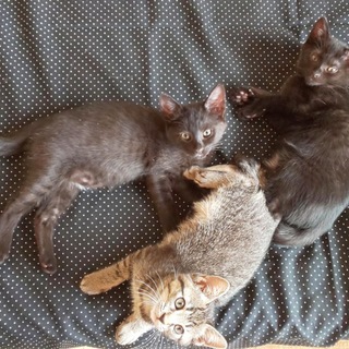 でら！桔梗＆二重＆半蔵！