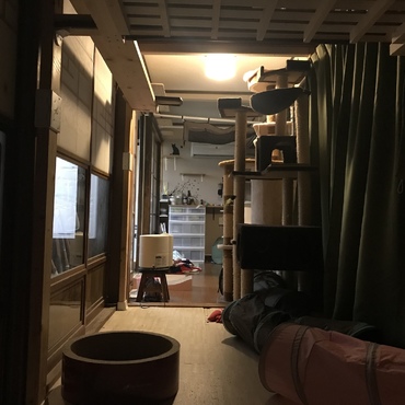 猫部屋になります。