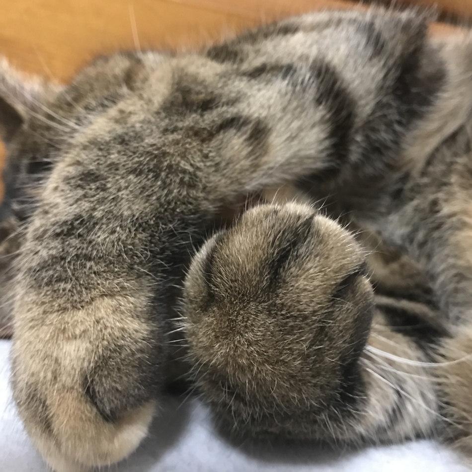 こつぶのカバー写真