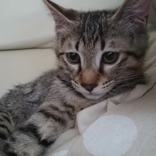 【5/26☆堺東にて里親会】参加猫 くぅちゃん