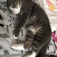 蓮