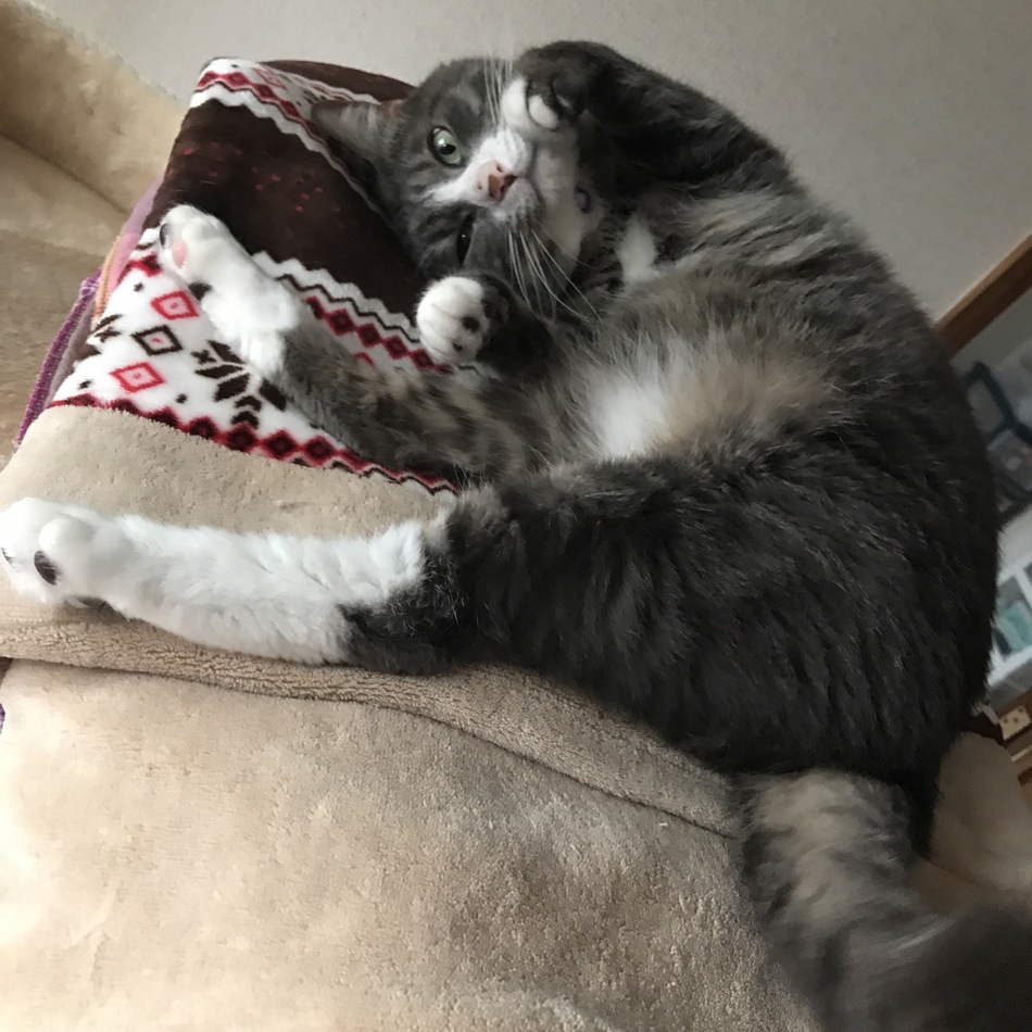 蓮のカバー写真