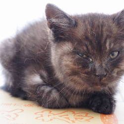 捨て猫を保護し・・・