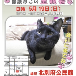 保護ねこの里親会