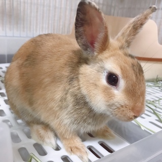 ミニウサギのこはるちゃん