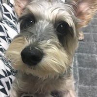 モネ