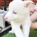 人間大好き！綺麗な瞳の女の子/小さめ中型犬