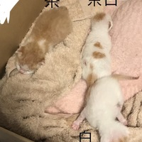 茶、白、茶白