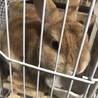 元気いっぱいのオスです♪ サムネイル2