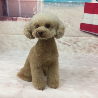 トイプードル8才の女の子です。