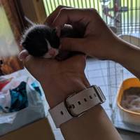 令和生まれの可愛い子猫