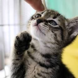 三重県桑名市５月２６日(日）第９４回リトルパウエイド猫の譲渡会