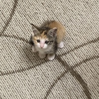 福