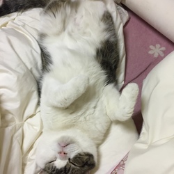 ルルの寝姿