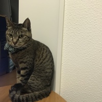 にゃん