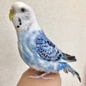 セキセイインコ(ブルーオパーリン)