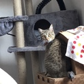 メス猫（モカちゃん）の里親募集