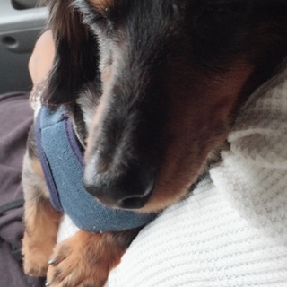 カニヘンダックス 女の子 6歳