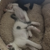 ごはん ごま しお