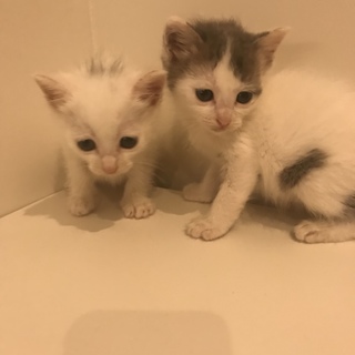 かわいい子猫ちゃん