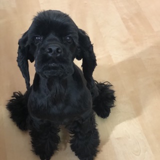 とても人懐こく明るい３歳の女の子！家族決定！