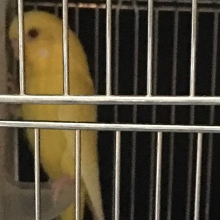 つぶらな瞳のパステルイエローのルチノー