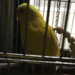 鮮やかなルチノー（雄）愛妻家です