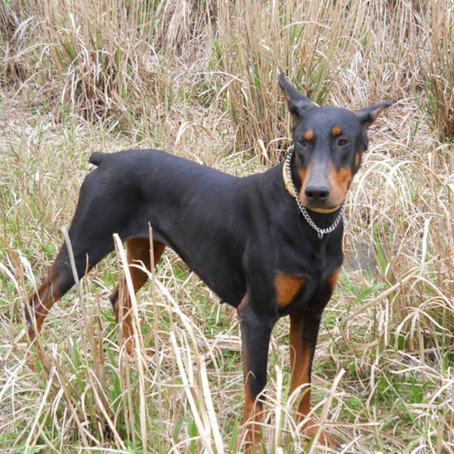 アスタ－のカバー写真